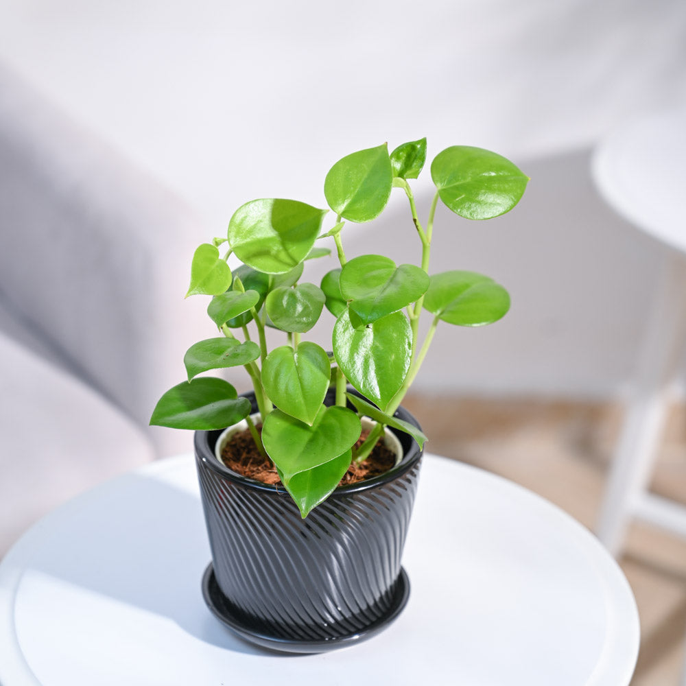 creeper money plant Buy Peperomia Green Creeper Plant : Nature's Elegance Indoors – Ugaoo