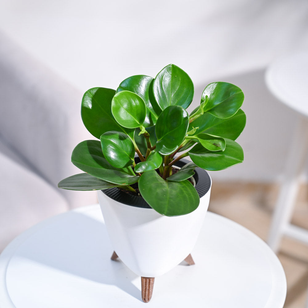 is peperomia a good indoor plant Buy Peperomia Green Plant