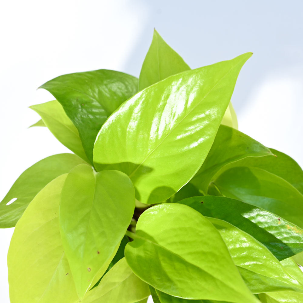 golden leaf money plant Money Plant Golden With GroPot – Ugaoo