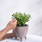 Jade Mini Plant for MyEra testing