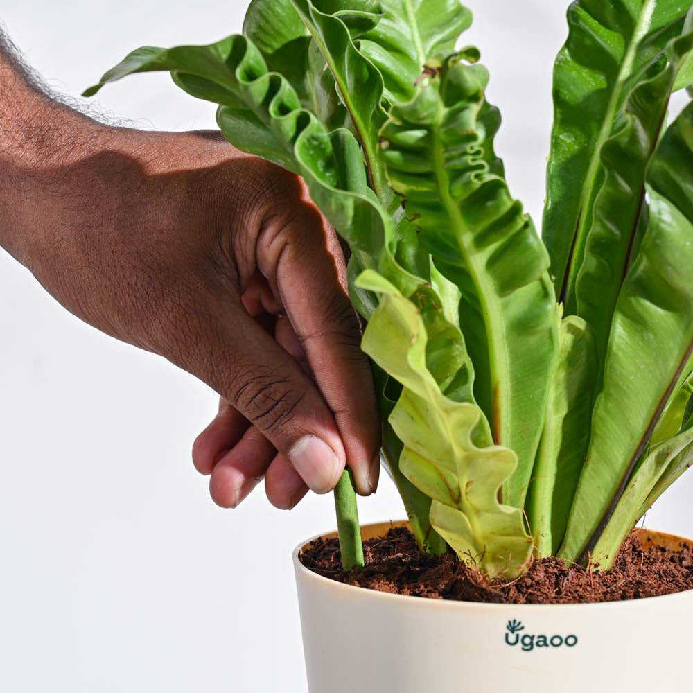 Growing Stick Plant Growth Sticks Pack | Promote Healthy Growth & Blooms