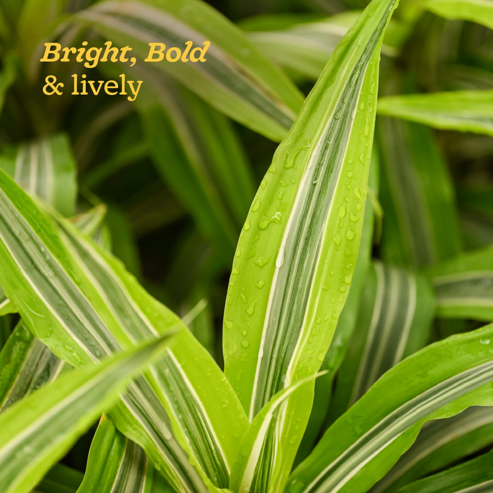 Dracena Lemon Lime Plant - Large