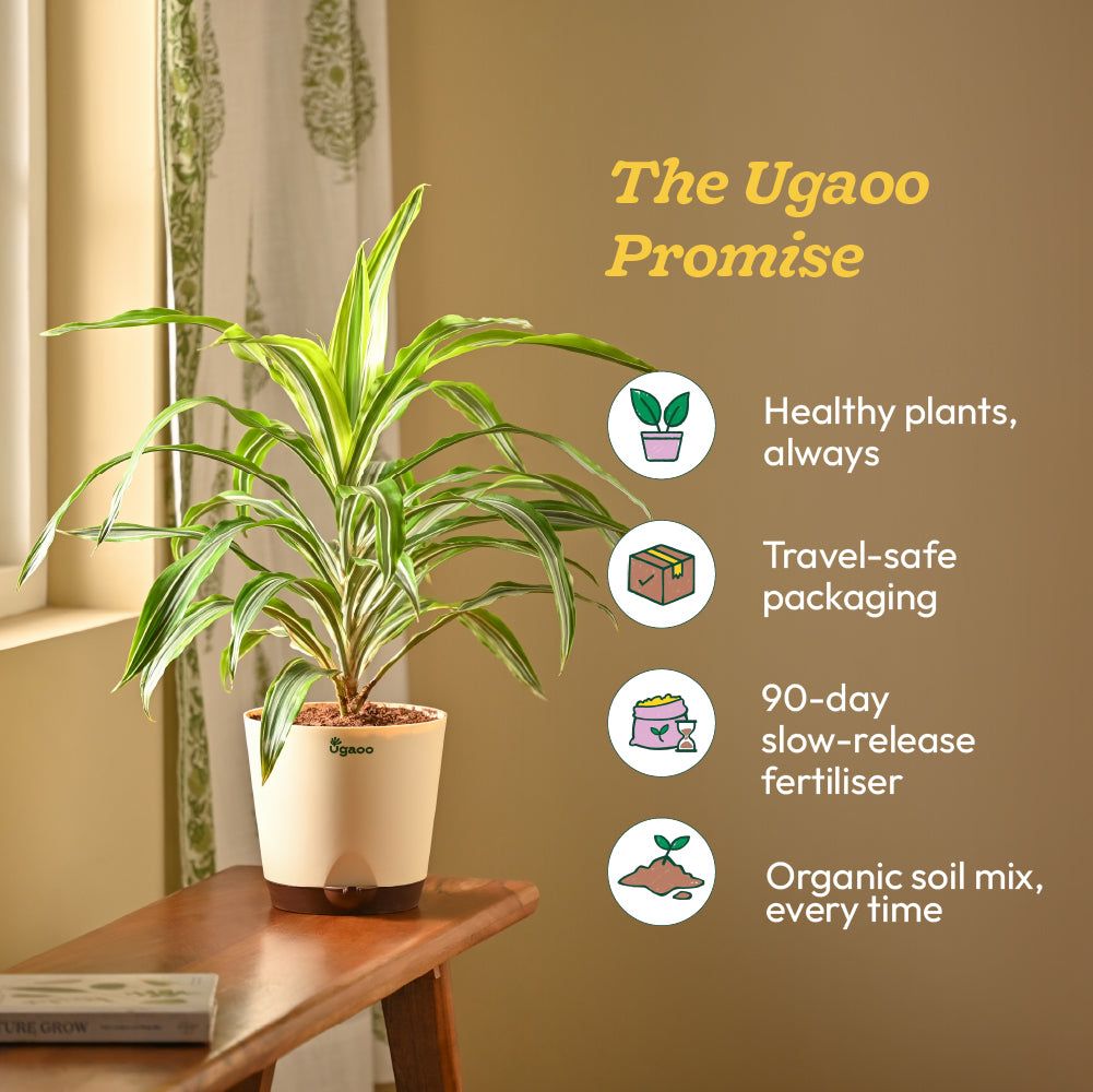 Dracena Lemon Lime Plant - Large