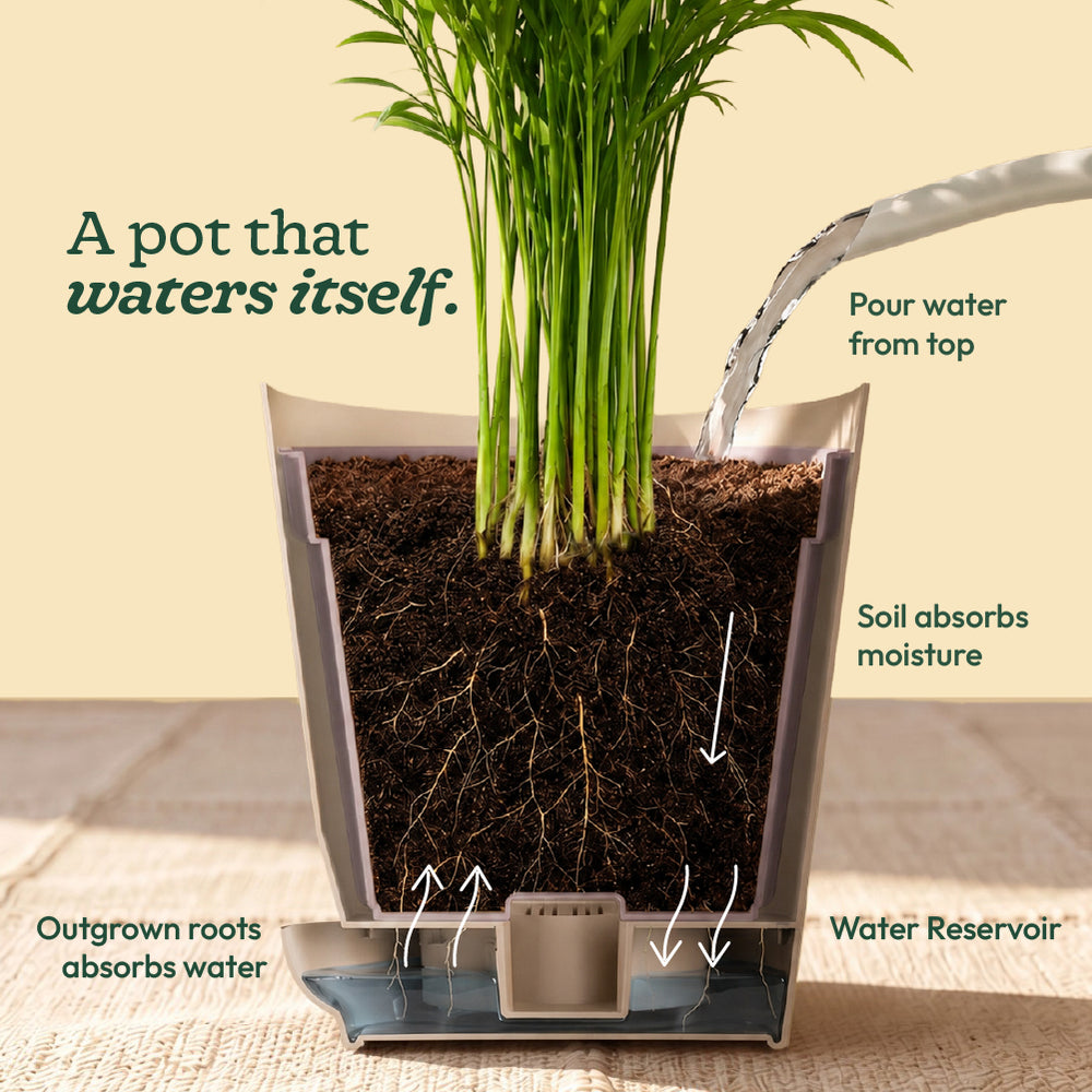 Dracena Lemon Lime Plant - Large