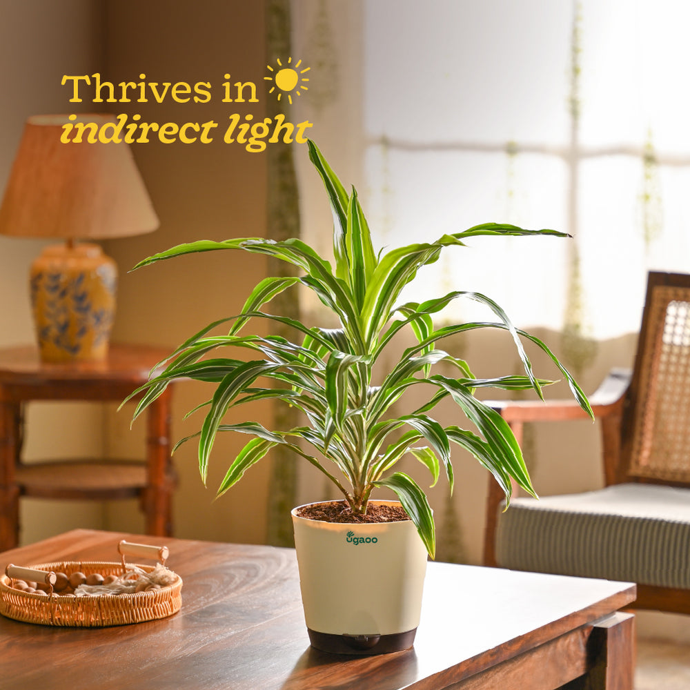 Dracena Lemon Lime Plant - Large