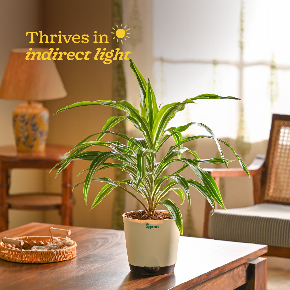 Dracena Lemon Lime Plant - Large