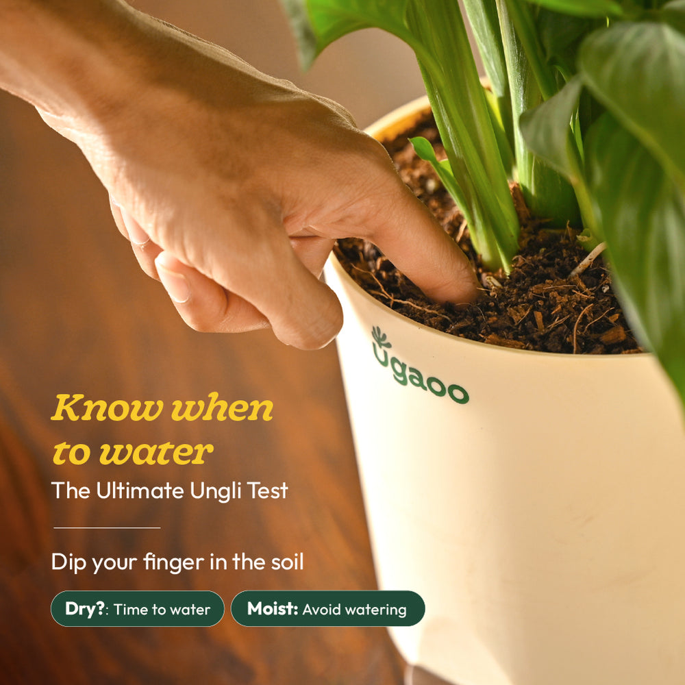 Dracena Lemon Lime Plant - Large