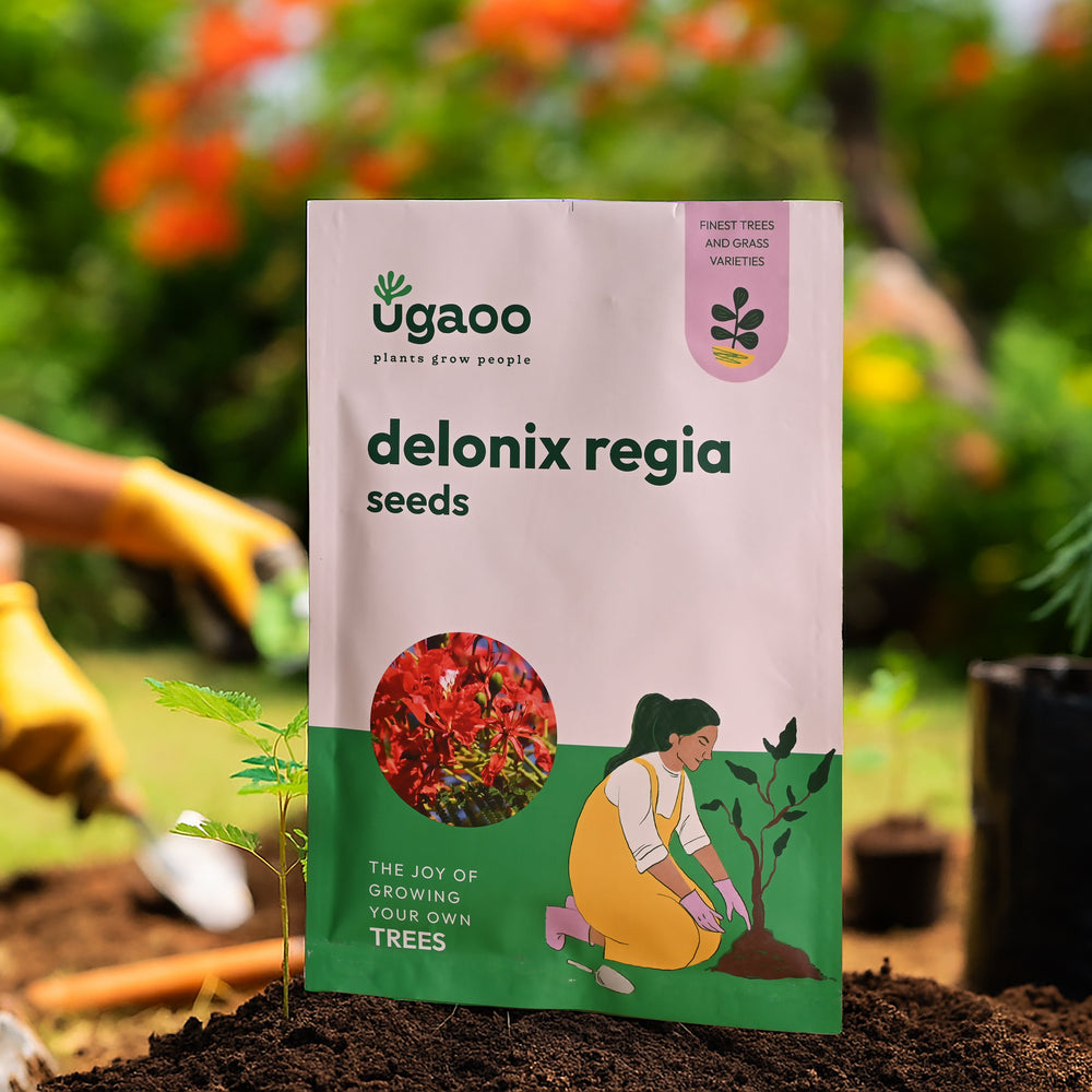 Delonix Regia Seeds (Flamboyant Tree) - 100 g