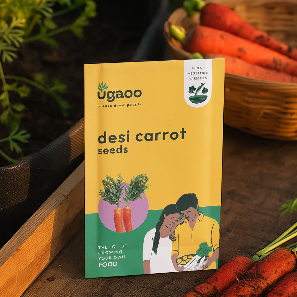 Desi Carrot Seeds (Long)