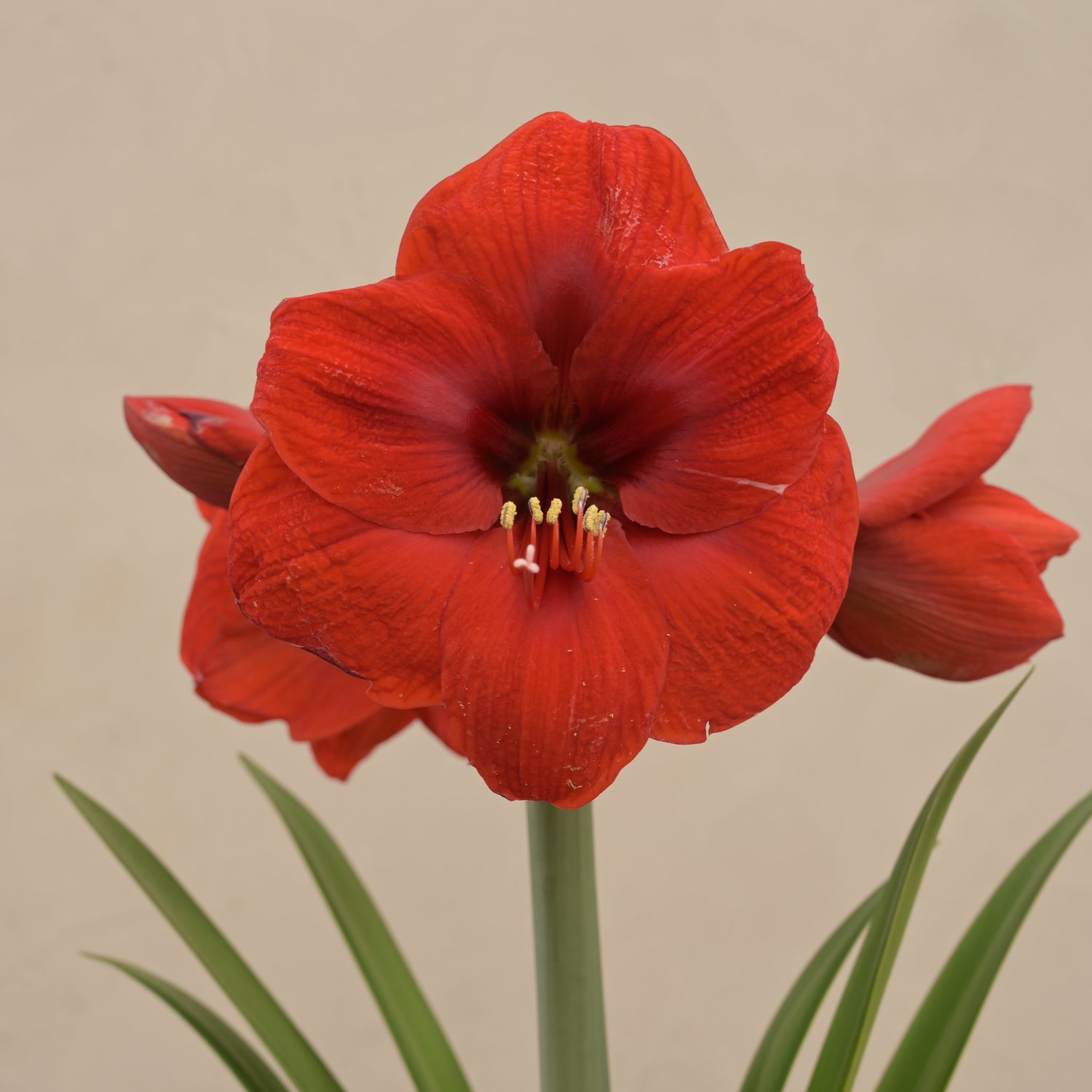 Red Amaryllis Bulbs Bulb