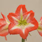 Amaryllis (Amar lily) Flower Bulb - Minerva