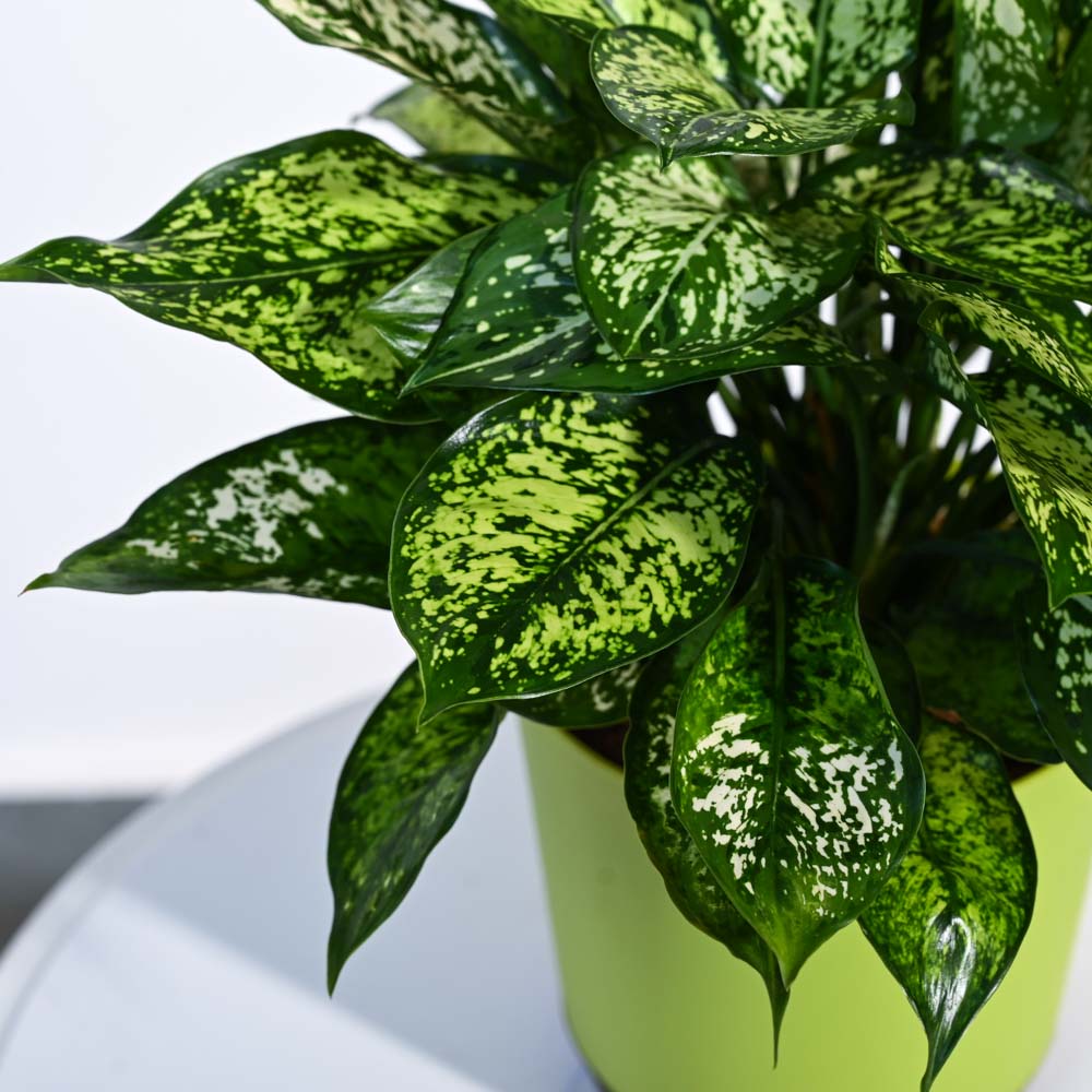 snow white plant indoor Aglaonema Snow White Plant