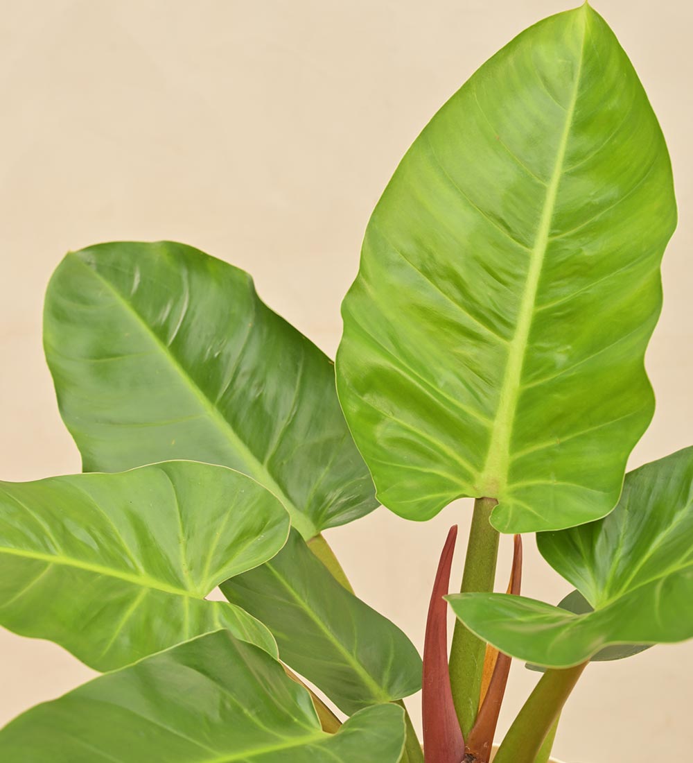 large leafed philodendron Buy a large Philodendron Melinonii Green plant| Safe home delivery