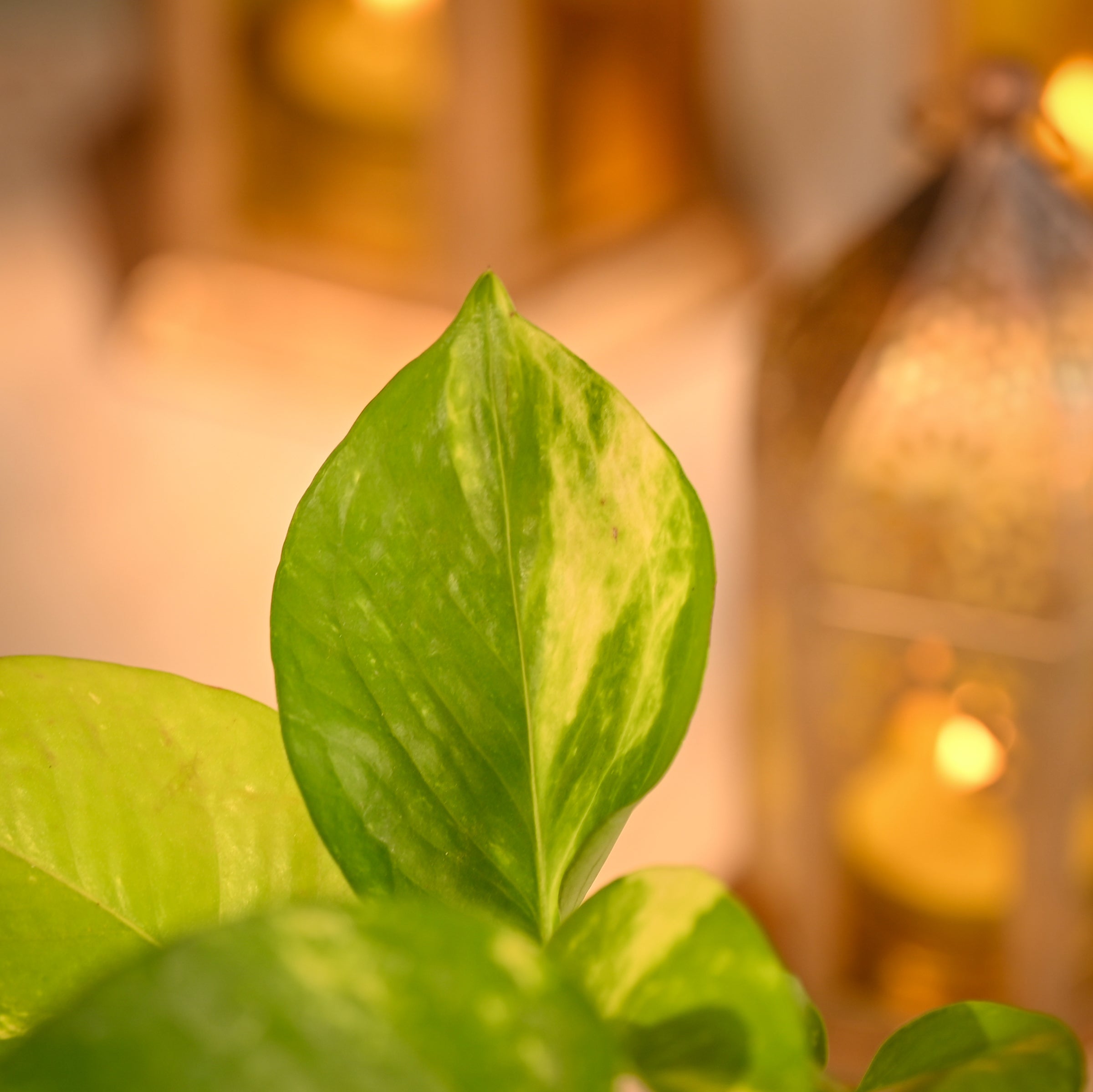 Money Plant Variegated Corporate Diwali Gift