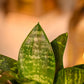 Snake Plant Green - Lucky Diwali Gift Plant