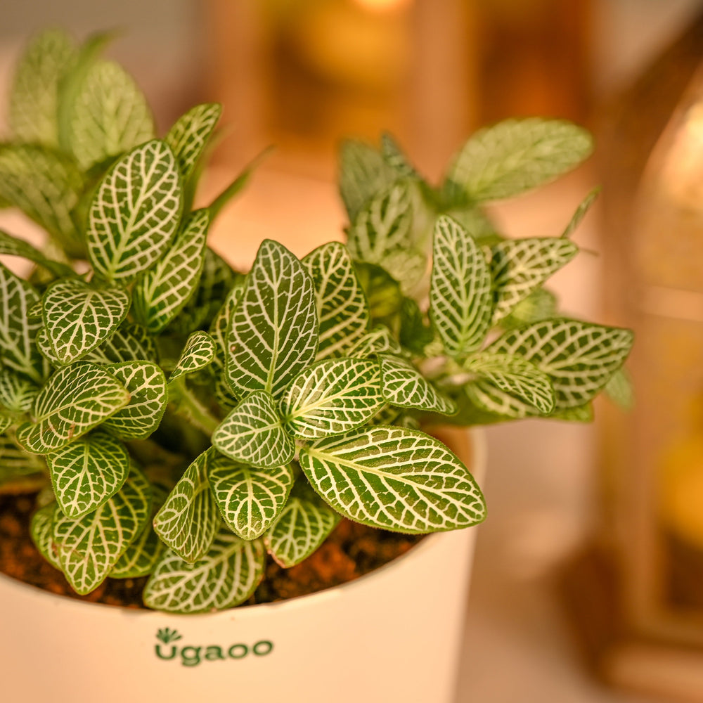 Fittonia Green Plant - Festive Gift for Diwali