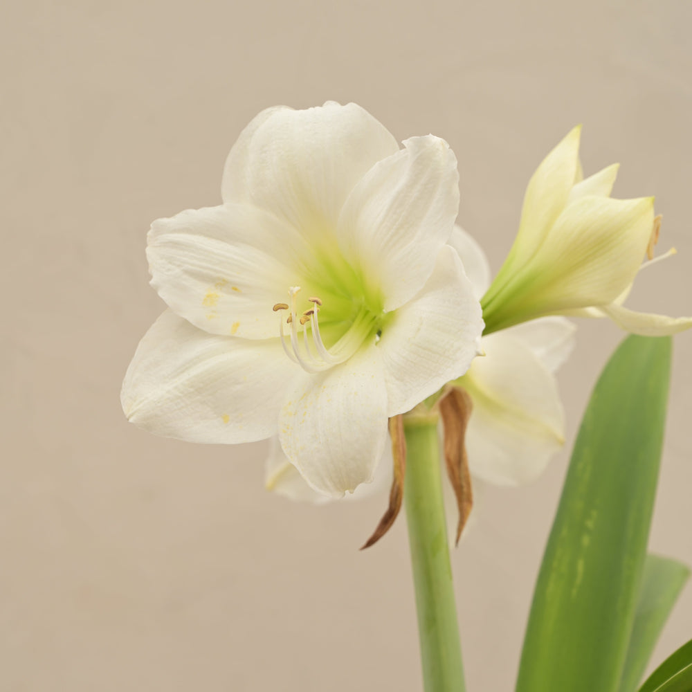 Amaryllis (Amar lily) flower bulb - White