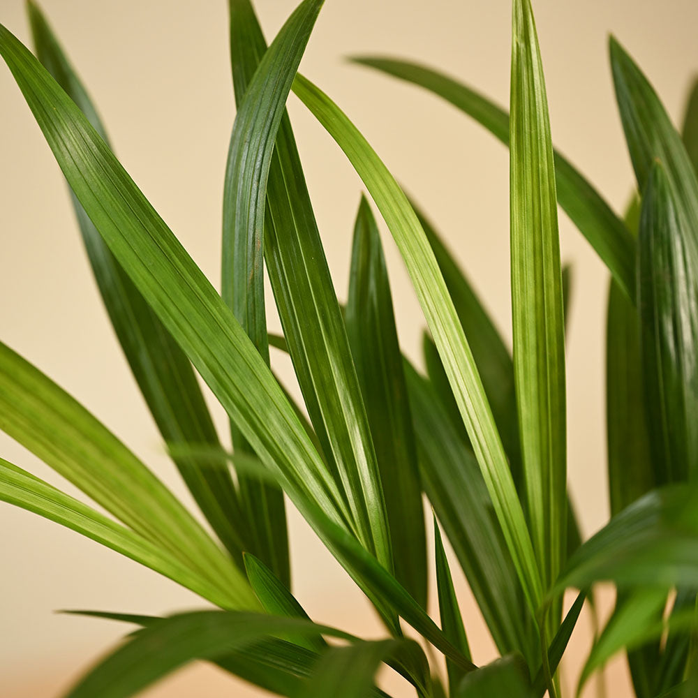Areca Palm Plant with Self Watering Pot