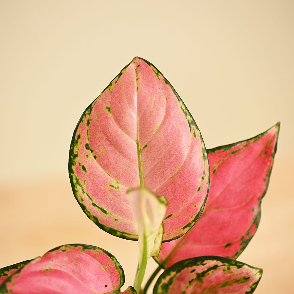Aglaonema Pink Beauty Plant with Self-Watering Pot