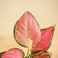 Aglaonema Pink Beauty Plant with Self-Watering Pot