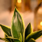 Snake Plant - Golden Hahnii Corporate gift plant