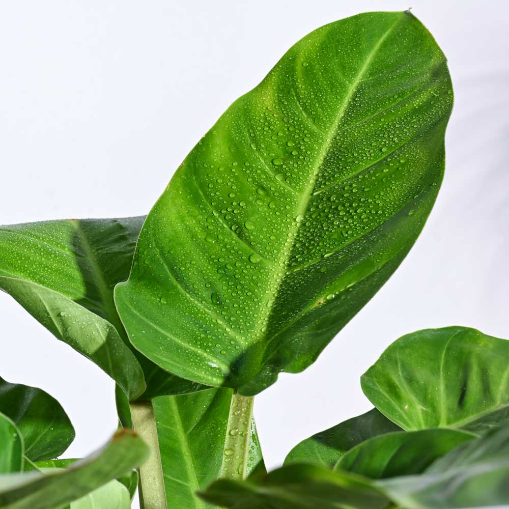 urban jungle philodendron Urban Jungle Indoor Plant Bundle – Ugaoo