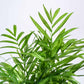 Tropical Wonder Indoor Plant Bundle