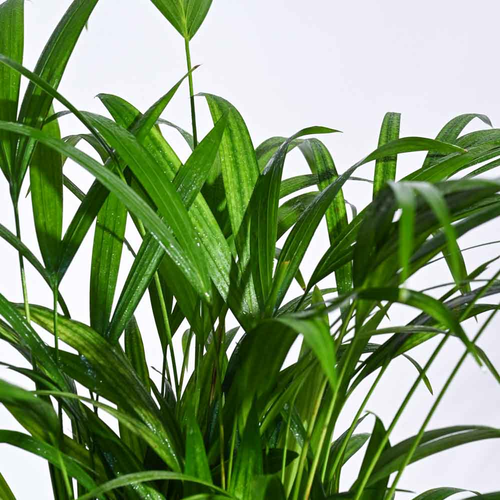 urban jungle dracaena Urban Jungle Indoor Plant Bundle – Ugaoo