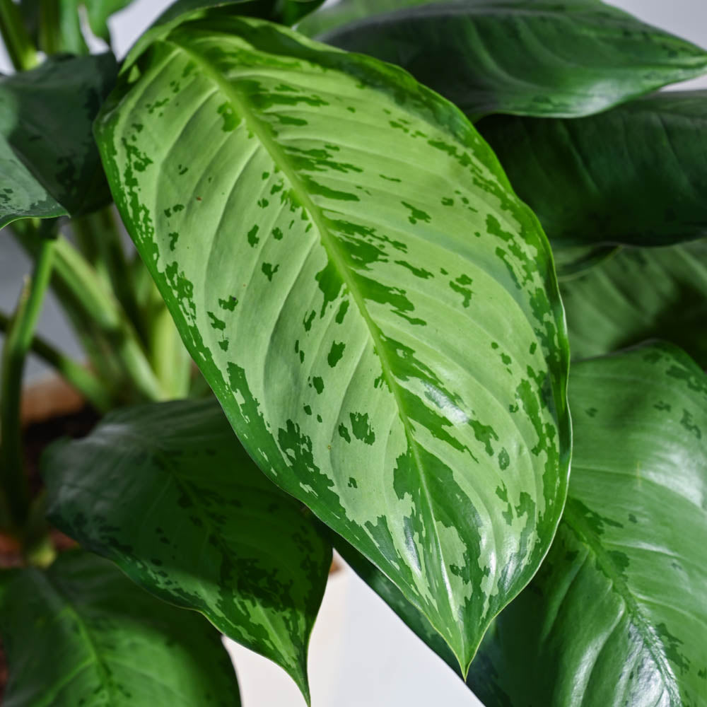 aglaonema white dove Buy Aglaonema Dove Plant XL Plant: Elevate Your Space with Elegance – Ugaoo