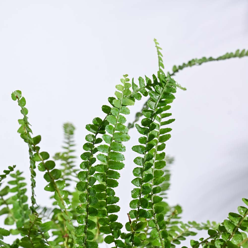 Indoor Jungle Indoor Plant Bundle