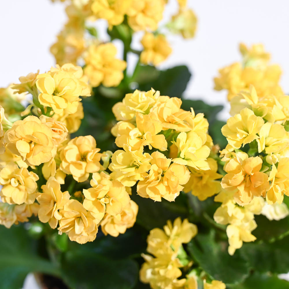 yellow kalanchoe succulent plant Kalanchoe Plant