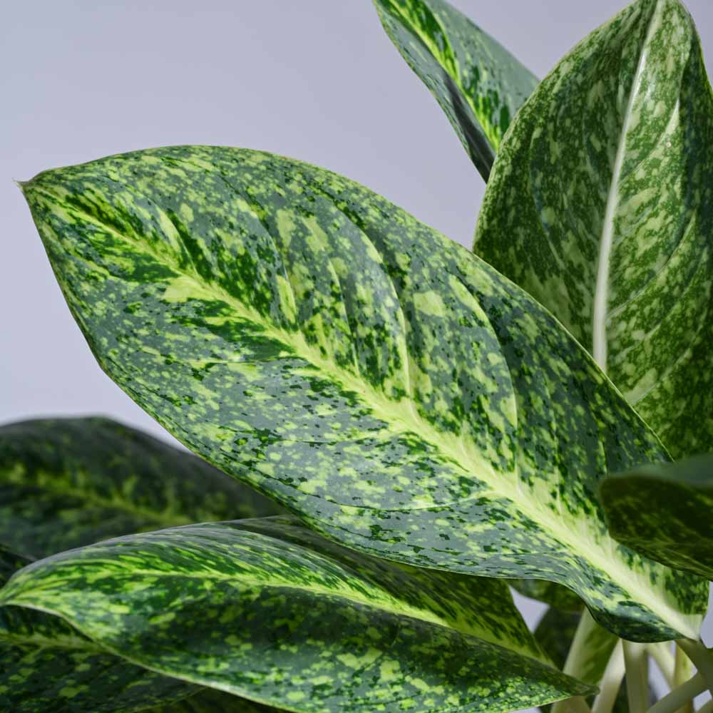 aglaonema green butterfly Buy Aglaonema Butterfly Plant XL Plant: Elevate Your Space with Elegance – Ugaoo