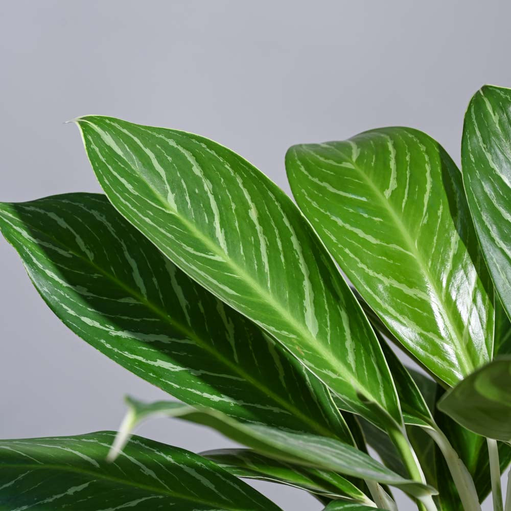 aglaonema stripes cena Buy Aglaonema Stripes Plant