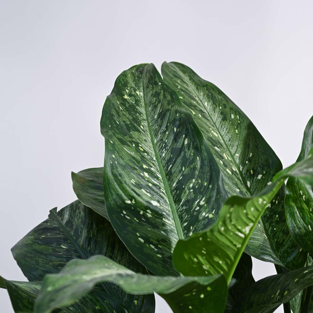 dieffenbachia 19720 Dieffenbachia Plant XL – Ugaoo