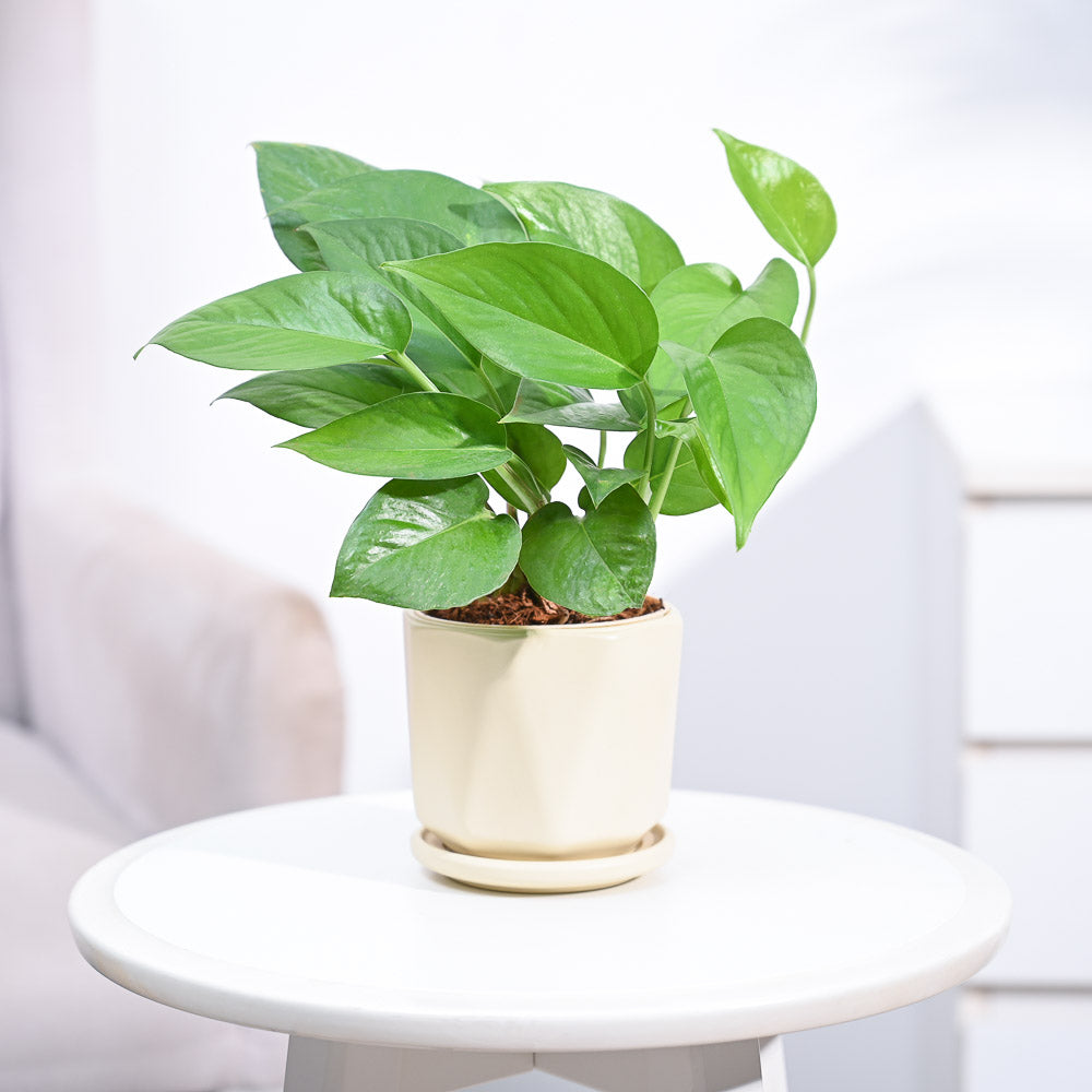 money plant green_NUPL0017DES