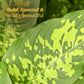 Dieffenbachia Cheetah Plant - XL