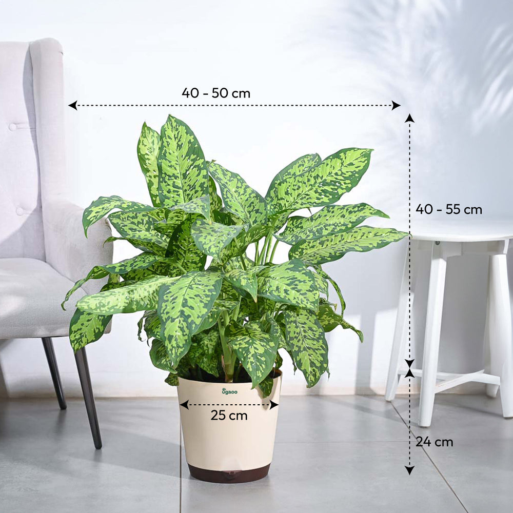 dieffenbachia leopard Dieffenbachia Cheetah Plant