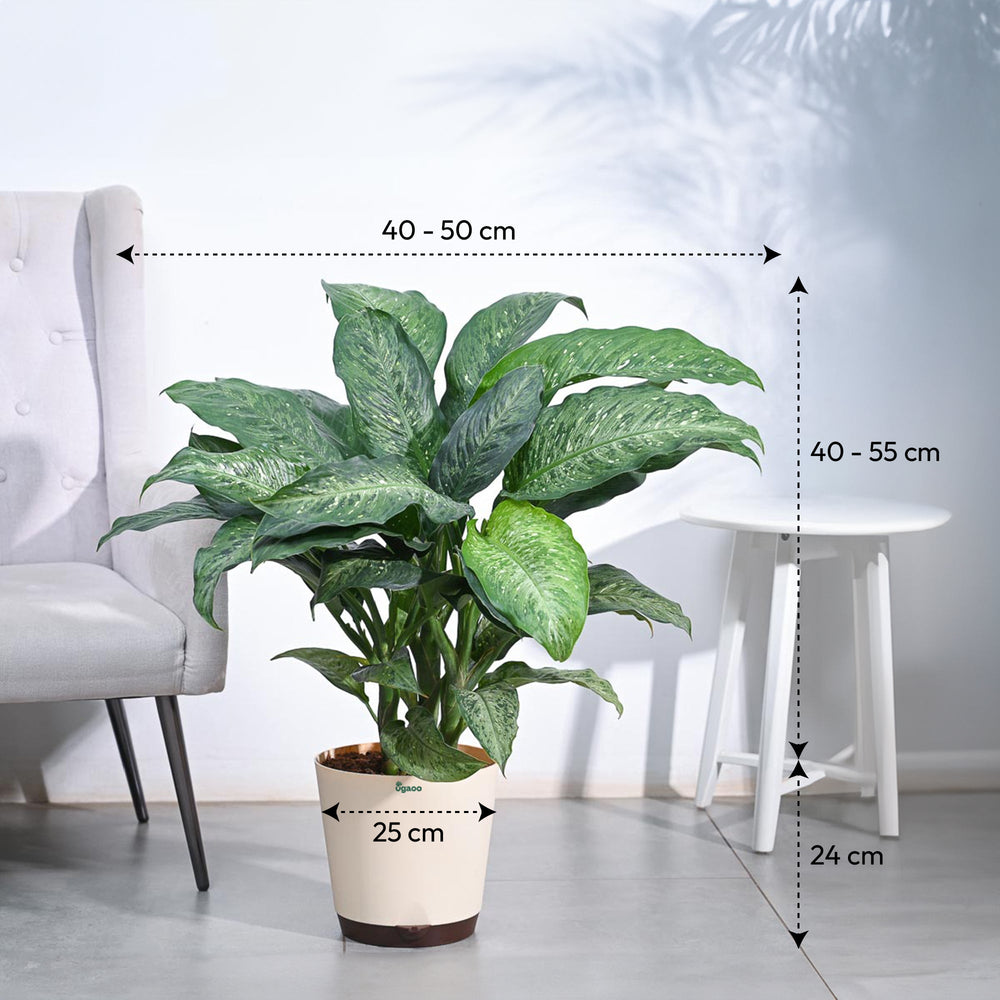 Dieffenbachia Plant XL