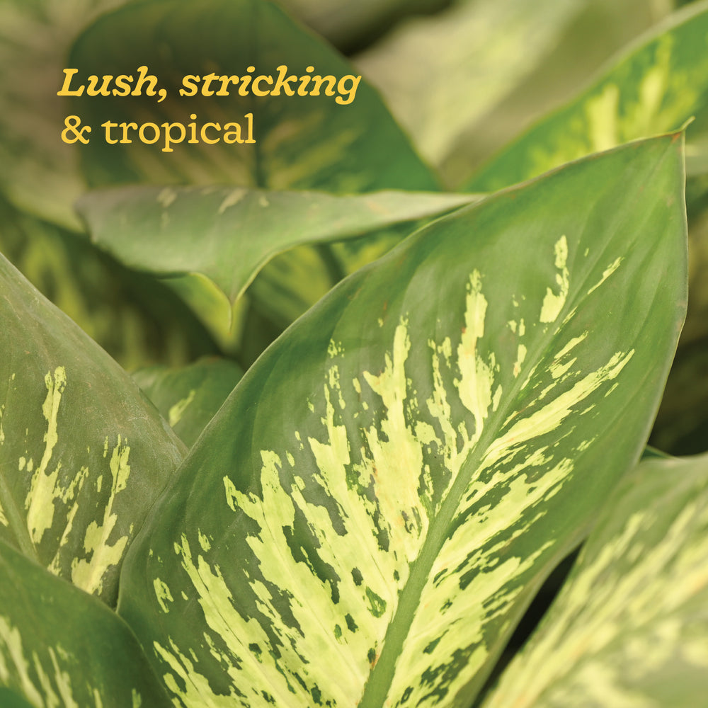 Dieffenbachia Tropic Snow Plant - XL