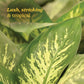 Dieffenbachia Tropic Snow Plant - XL