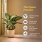 Dieffenbachia Tropic Snow Plant - XL