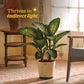 Dieffenbachia Tropic Snow Plant - XL