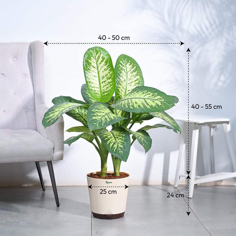 tropic snow dieffenbachia Dieffenbachia Tropic Snow for Sale- XL Tropical Plant with Snowflake-like Variegations – Ugaoo