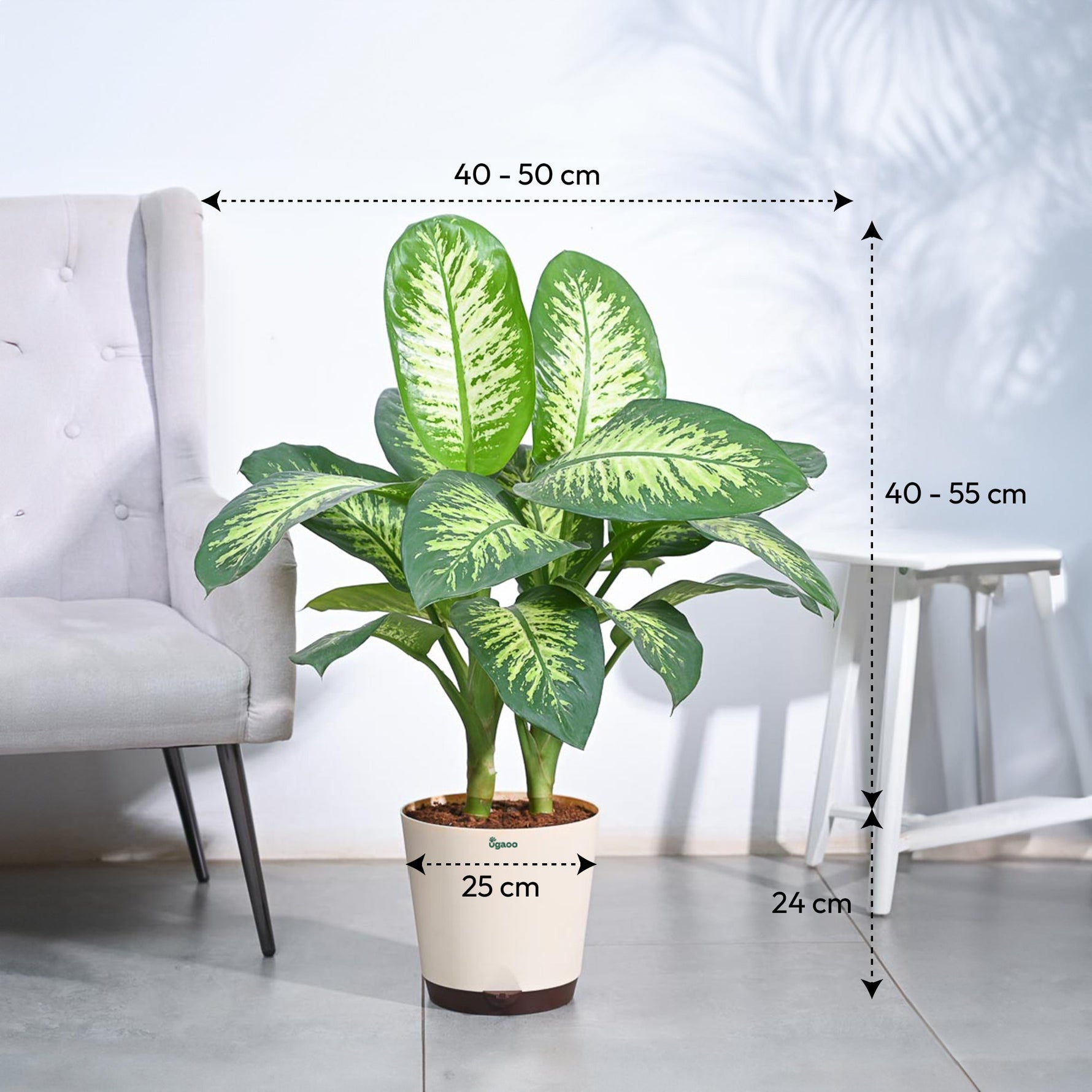 Dieffenbachia Tropic Snow for Sale- XL Tropical Plant with Snowflake ...