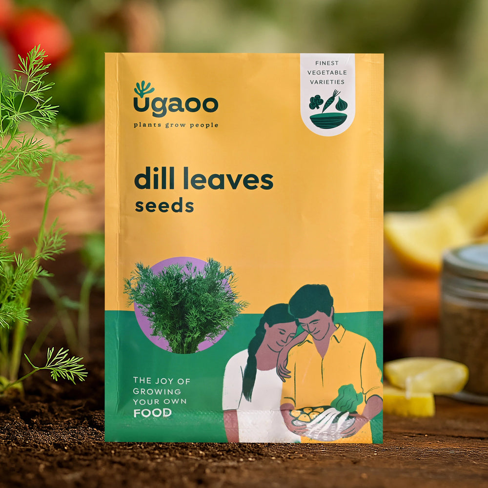 Dill Leaves Seeds (Suwa)