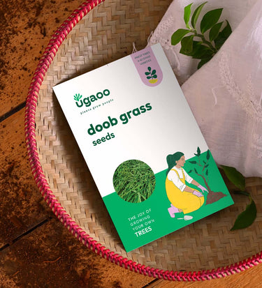 Doob Grass Seeds (Carpet Lawn) – Ugaoo