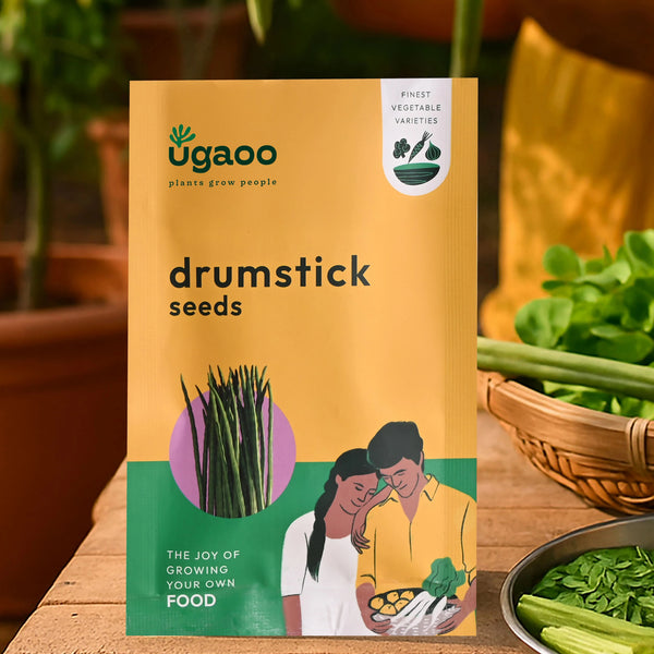 Drumstick Seeds (Moringa)