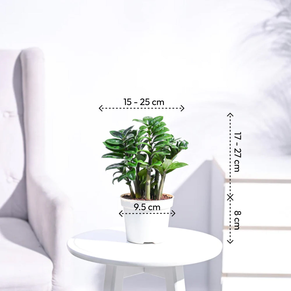 miniature zz plant Dwarf ZZ Plant – Ugaoo