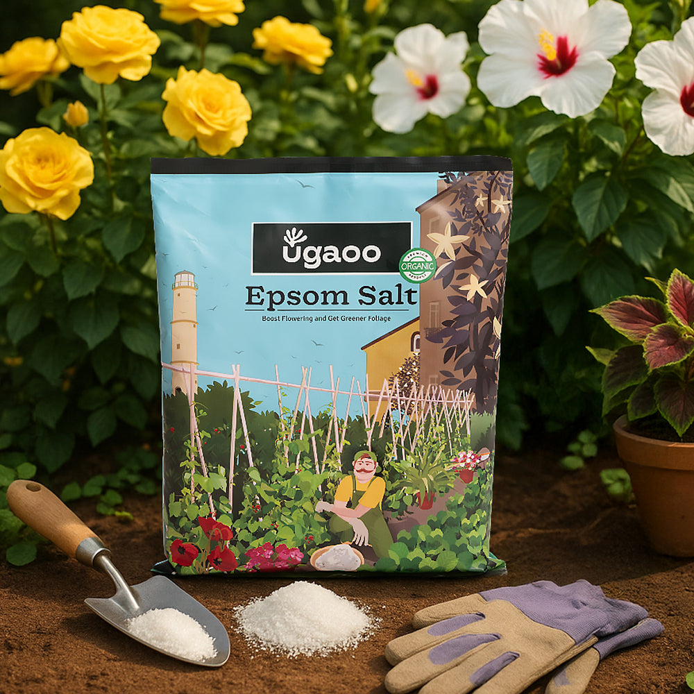 epsom salt for lucky bamboo Epsom Salt for Plants Online: Natural Plant Care Solution – Ugaoo
