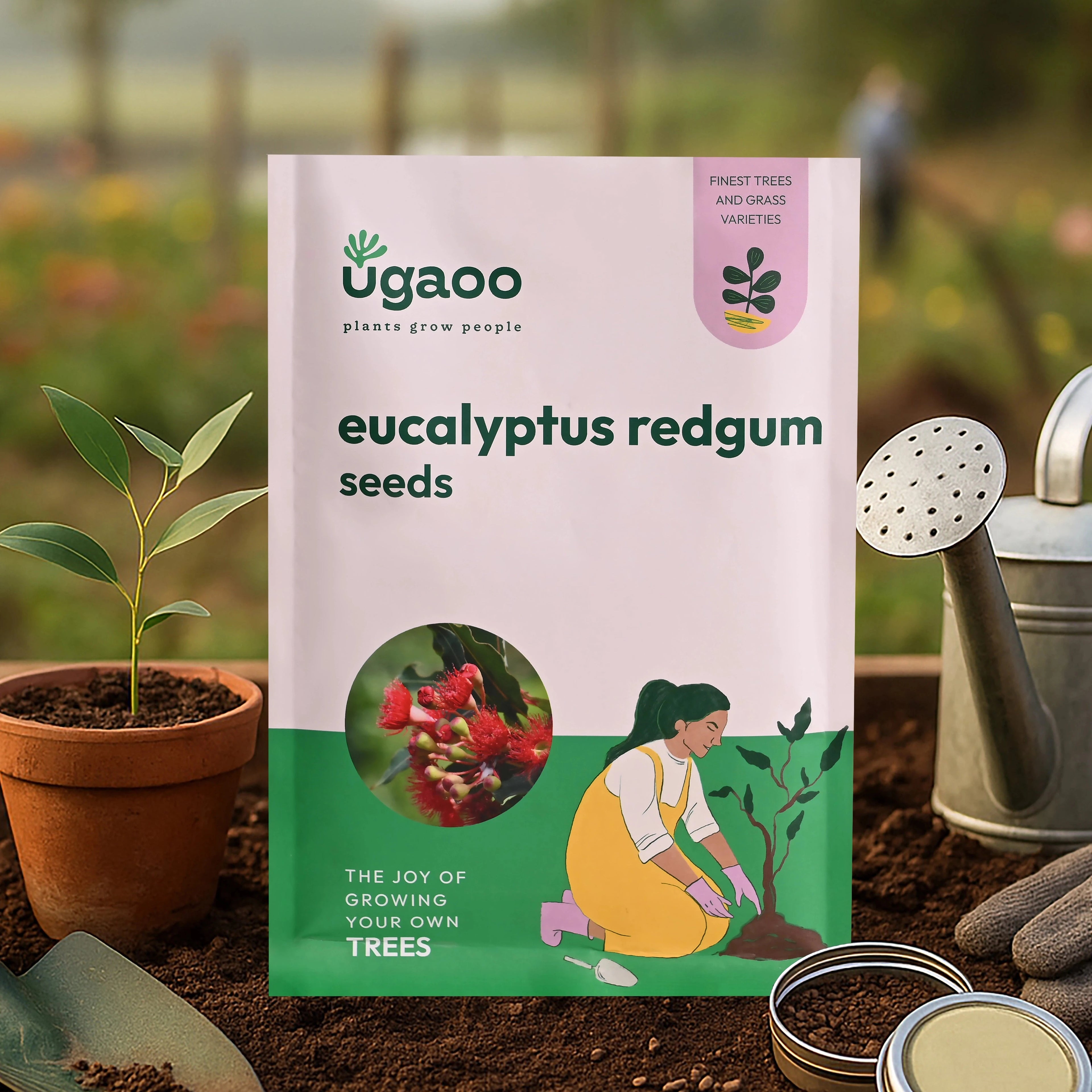 Eucalyptus Redgum Seeds - 100 g